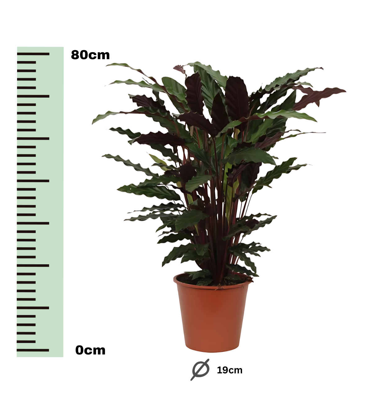 Calathea “Wavestar” | Korbmarante | +/- 80cm | ø 19cm Topf