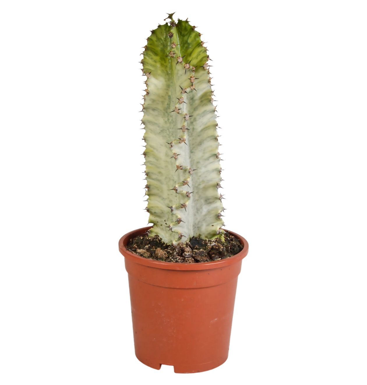 Euphorbia Marmorata | Marmor-Wolfsmilch | +/- 35-45cm | ø 17cm Topf