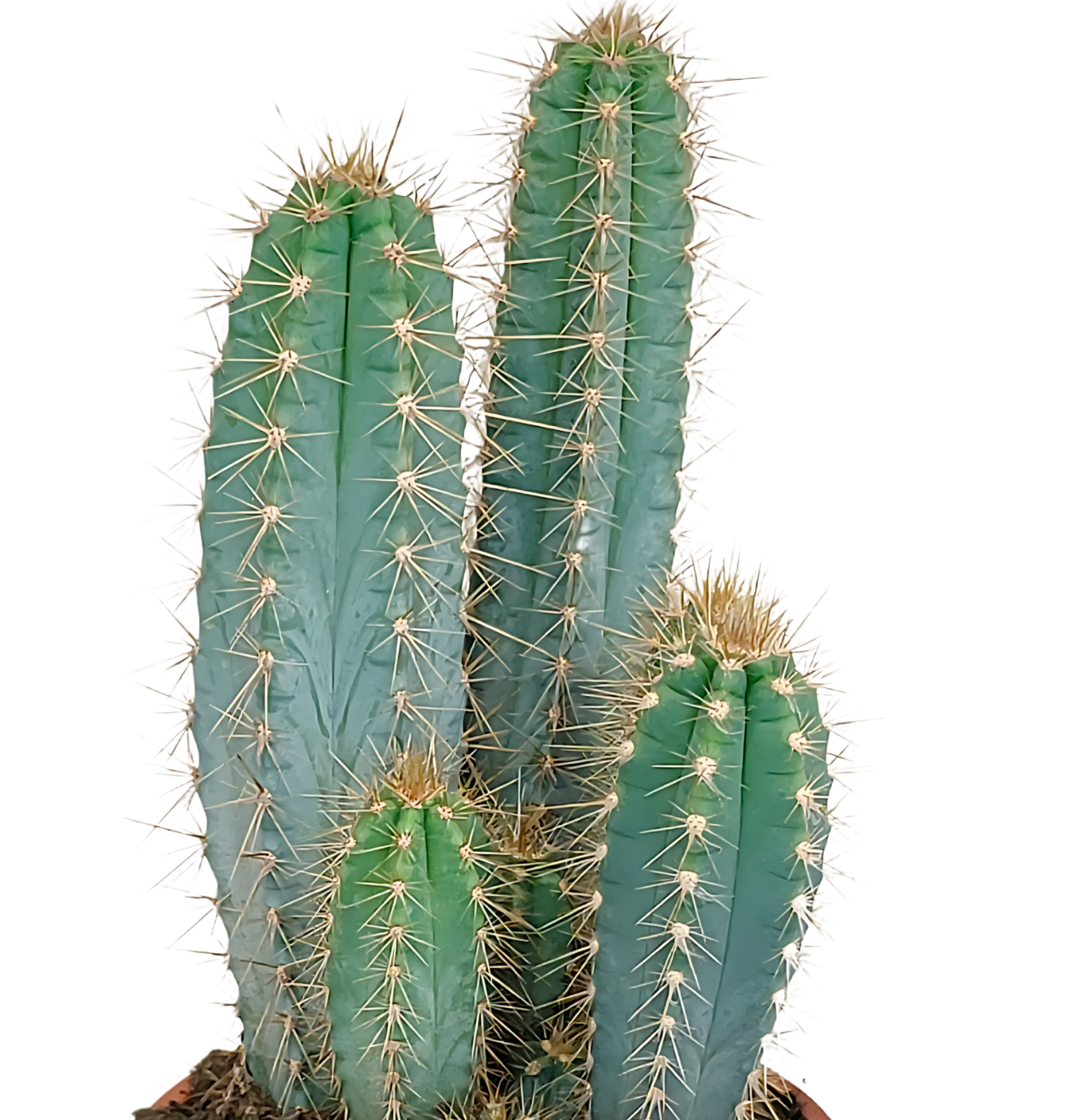 Pilosocereus azureus (Ohne Topf) | Azurblauer Säulenkaktus | +/- 30-40cm | ø 17cm Topf