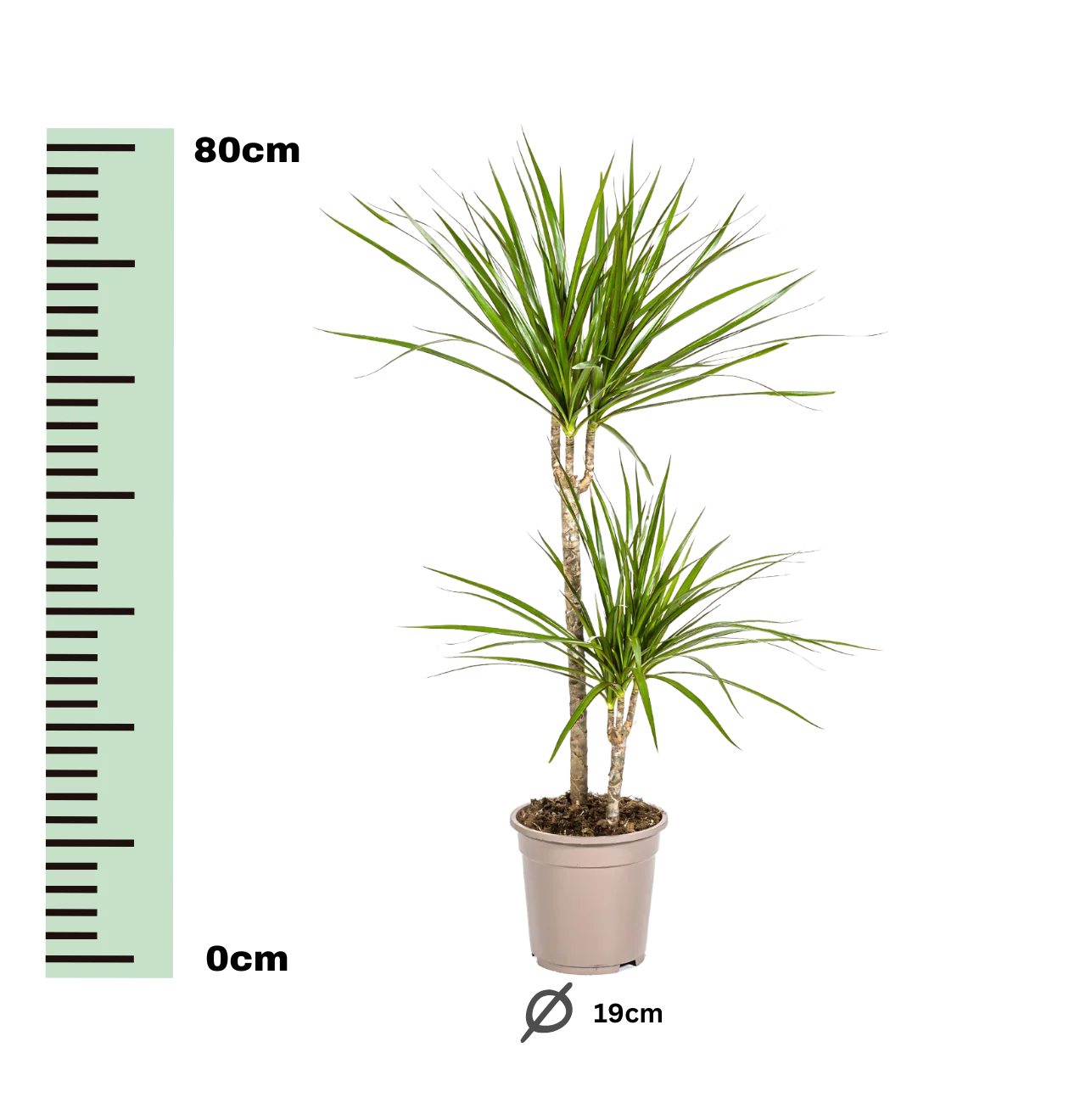 Dracaena Marginata “Green” | Drachenbaum | +/- 80cm | ø 19cm Topf