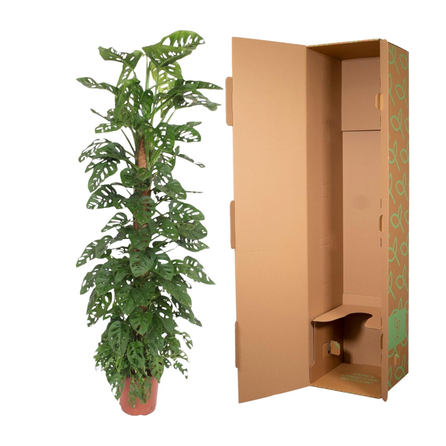 Monstera “Monkey Leaf” mit Moosstab | Affenblatt | +/- 180cm | ø 27cm Topf