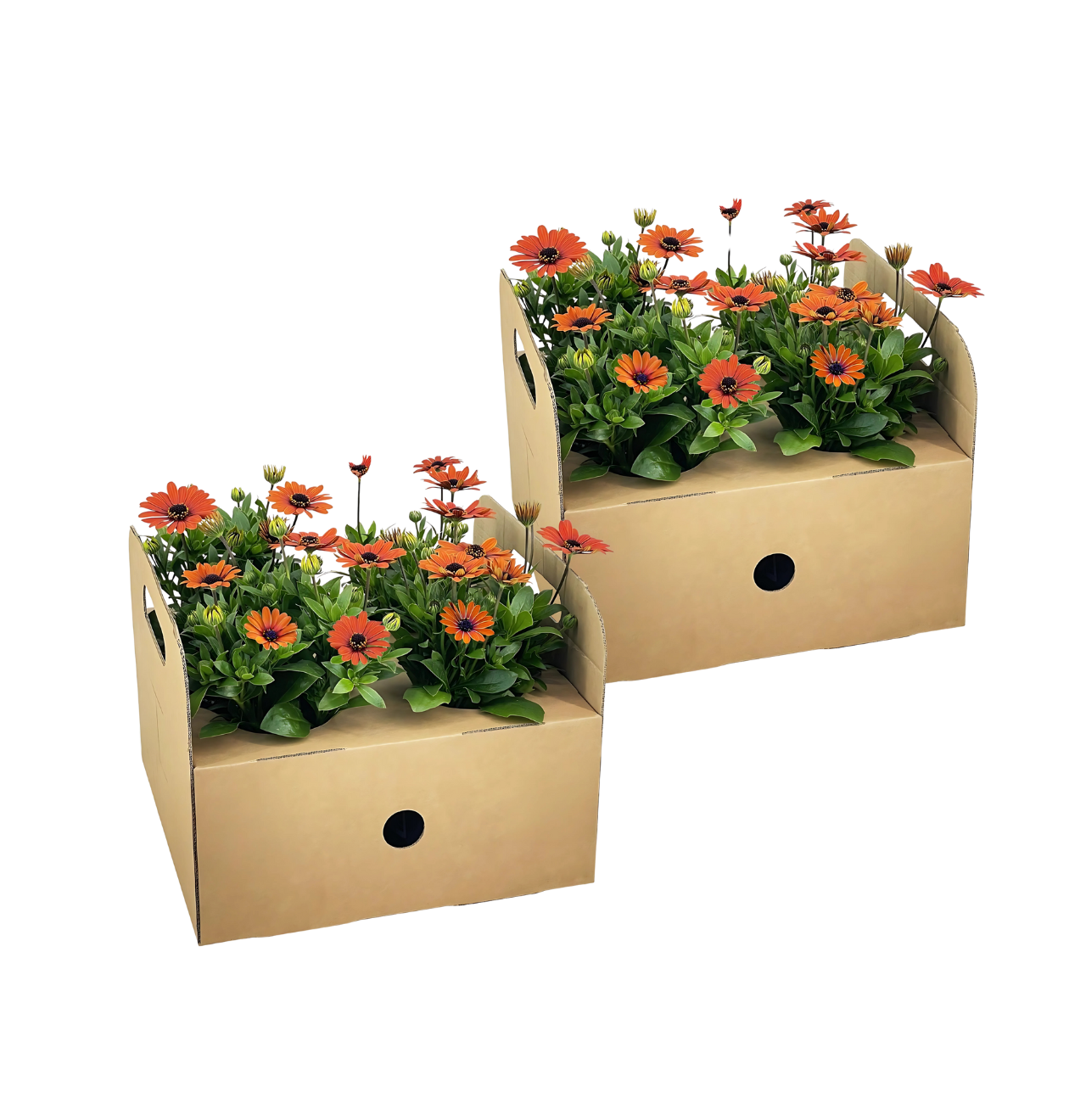 Osteospermum ecklonis “Orange” (8 Stück) | Kapmargerite | +/- 20cm | ø 12cm