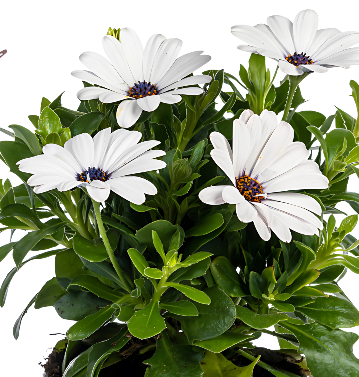 Osteospermum ecklonis “Weiß” (8 Stück) | Kapmargerite | +/- 20cm | ø 12cm