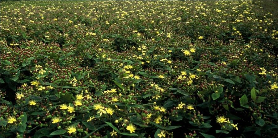 6x Hypericum inodorum 'Rheingold' - ↕10-25cm - Ø9cm
