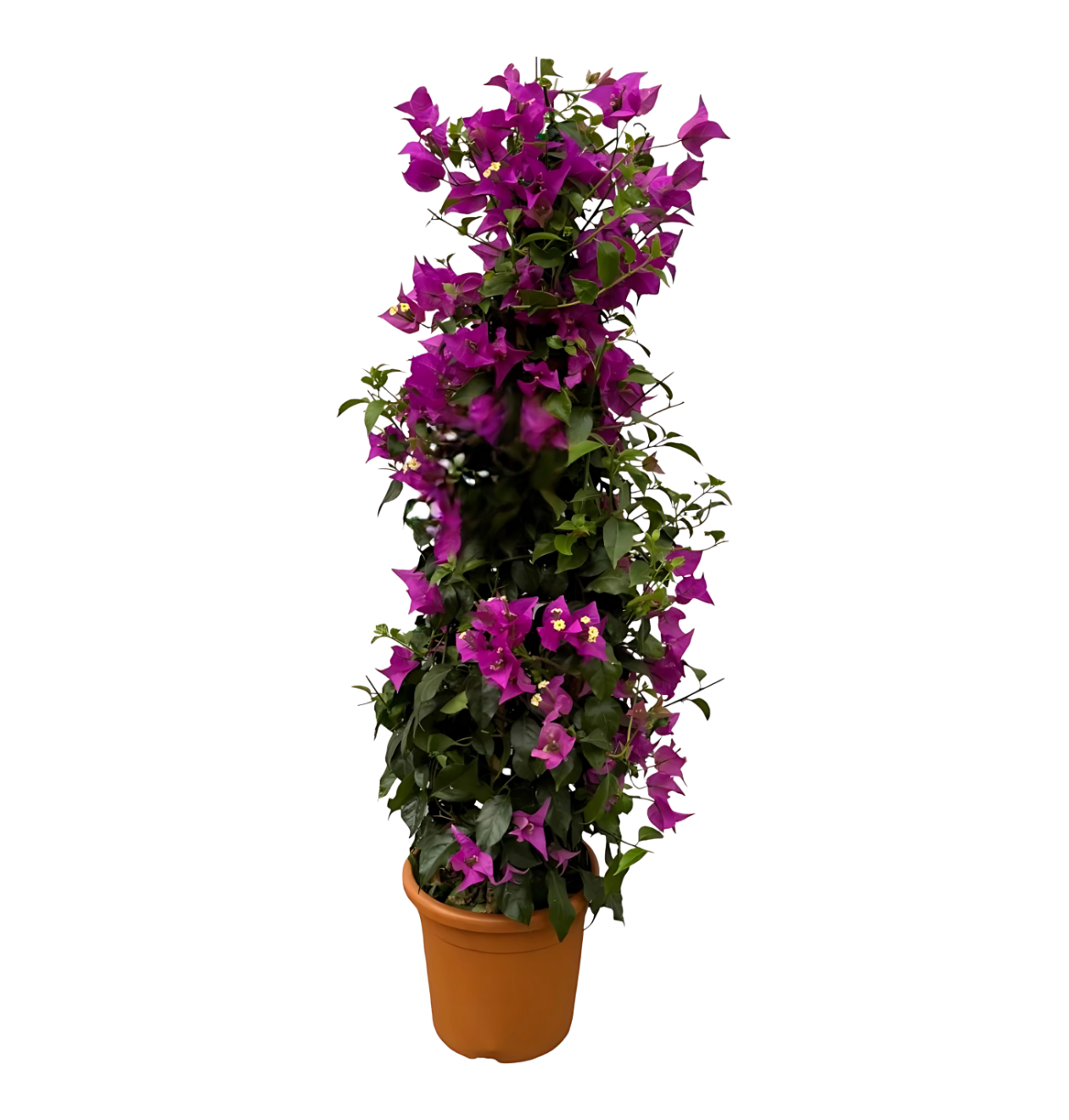 Bougainvillea Pyramide | Drillingsblume | +/- 80cm | ø 17cm