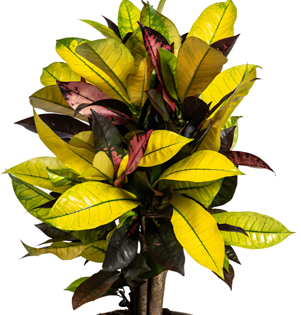 Codiaeum Croton “Iceton” | Wunderstrauch | +/- 50cm | ø 17cm Topf
