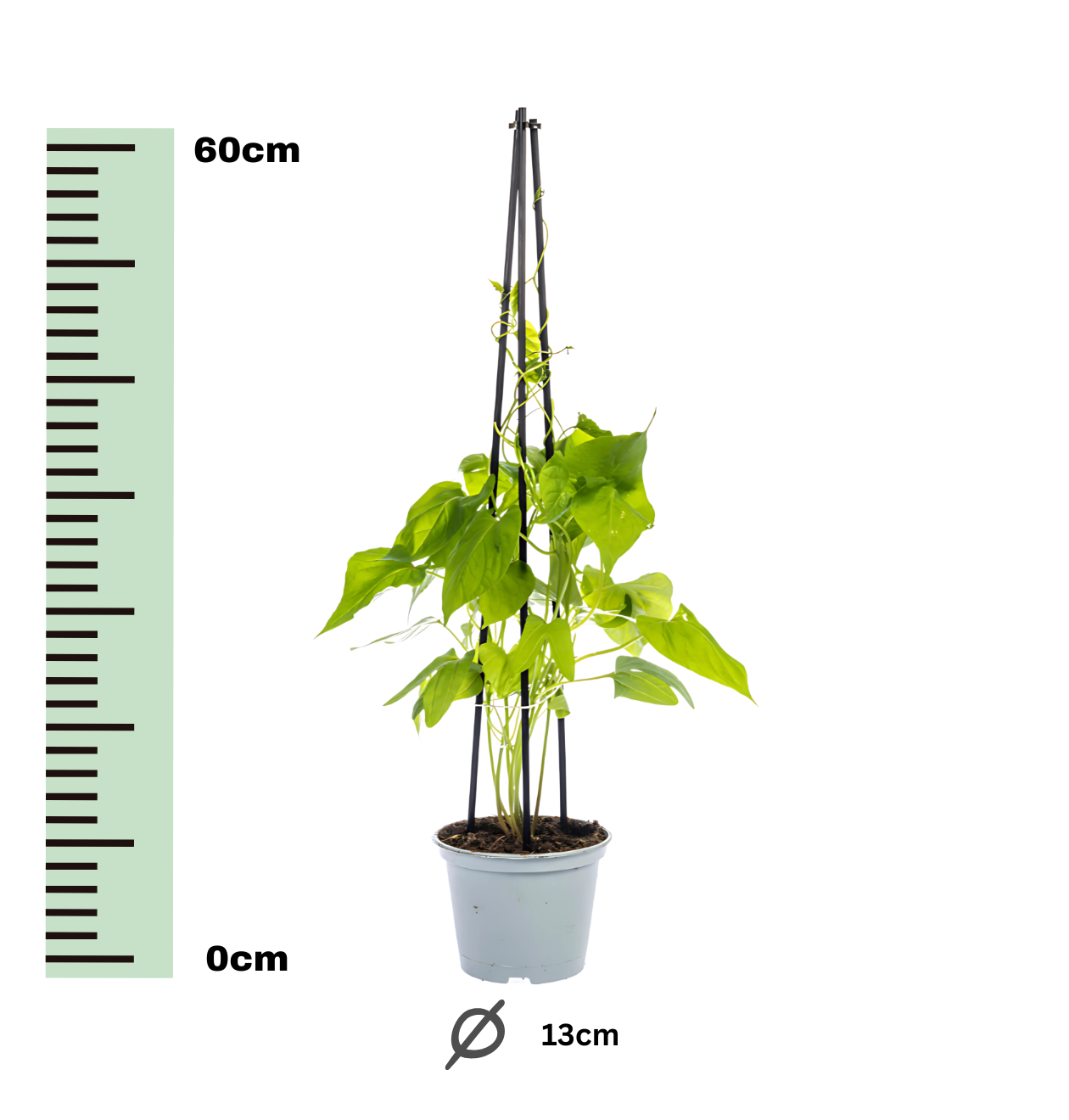 Ipomoea tricolor “Heavenly Blue” (4 Stück) | Prunkwinde | +/- 60cm | ø 13cm