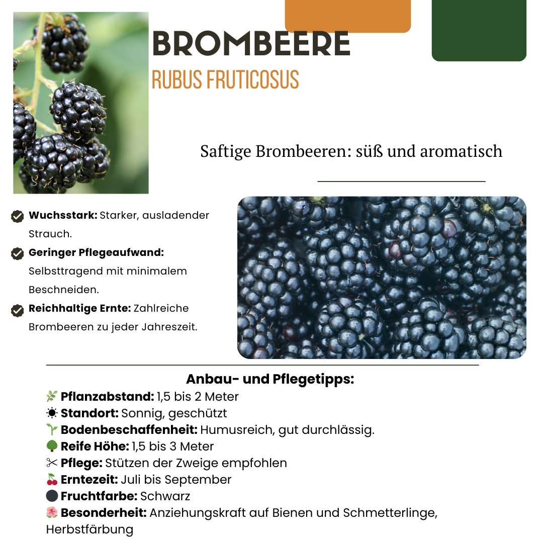 3 x Biologische bramenplanten - Ø 13 cm - ↨ 20 cm