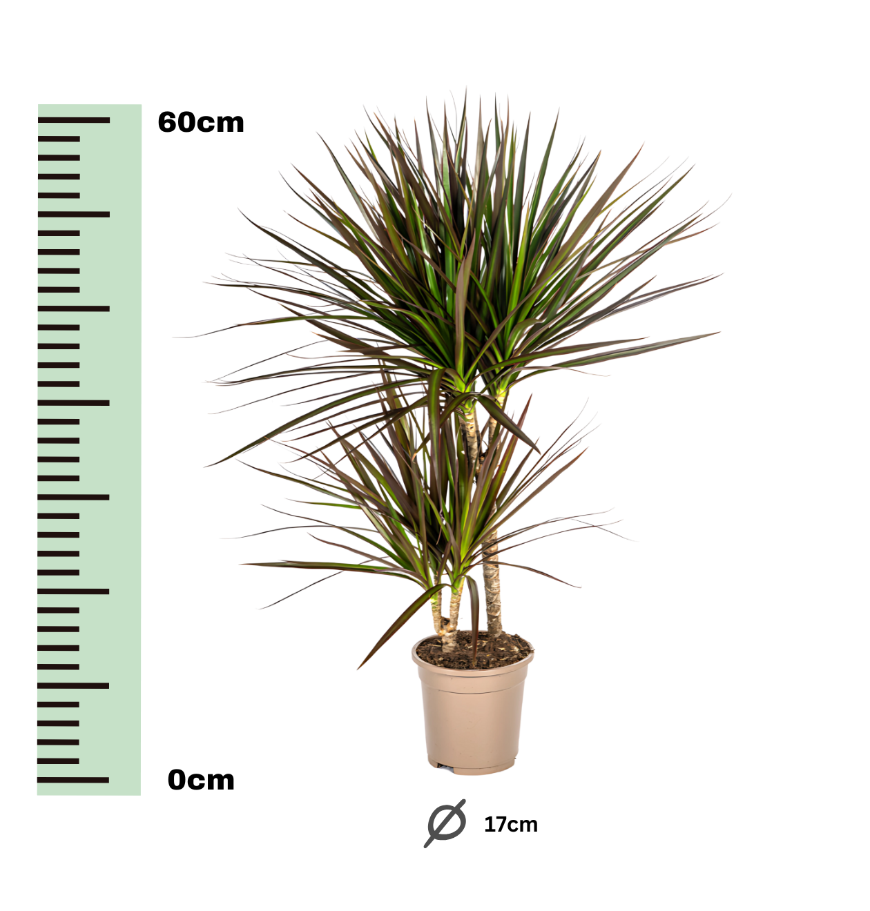 Dracaena Marginata “Magenta” | Drachenbaum | +/- 60cm | ø 17cm Topf