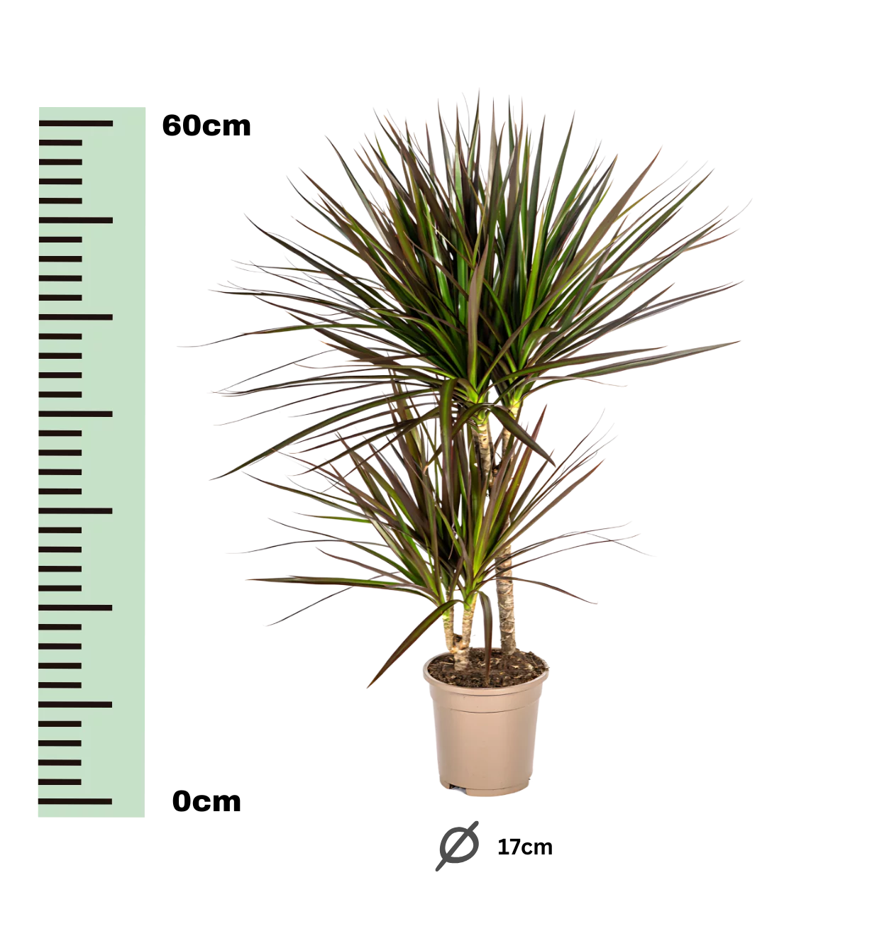 Dracaena Marginata “Magenta” | Drachenbaum | +/- 60cm | ø 17cm Topf