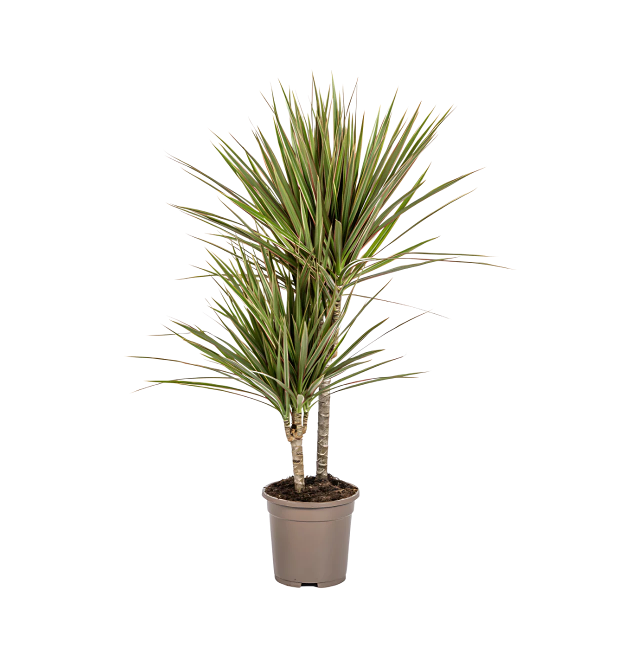 Dracaena Marginata “Bicolor” | Drachenbaum | +/- 60cm | ø 17cm Topf