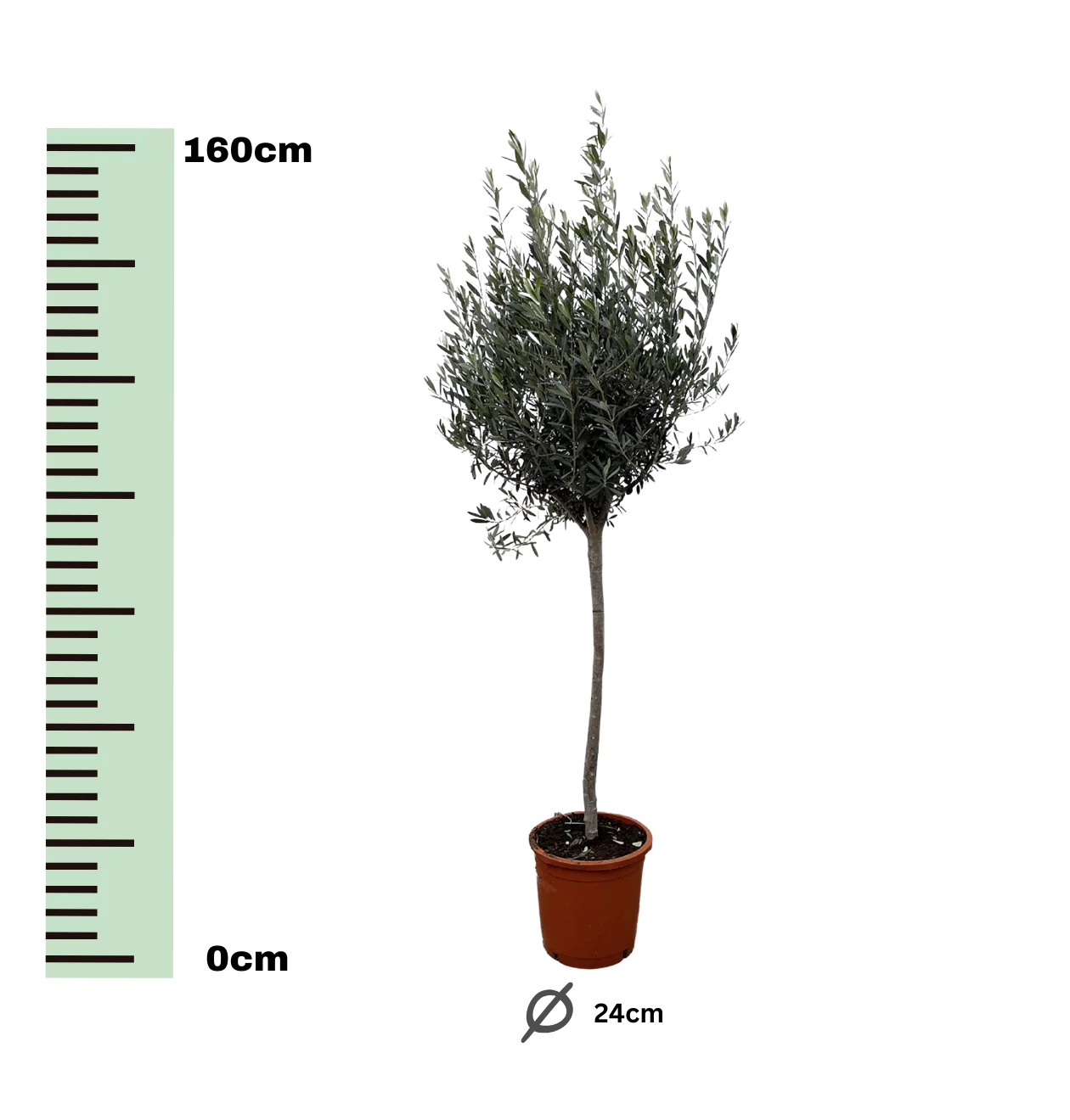Olea Europaea “Op Stam” | Olivenbaum am Stamm | +/- 160cm | ø 24cm Topf