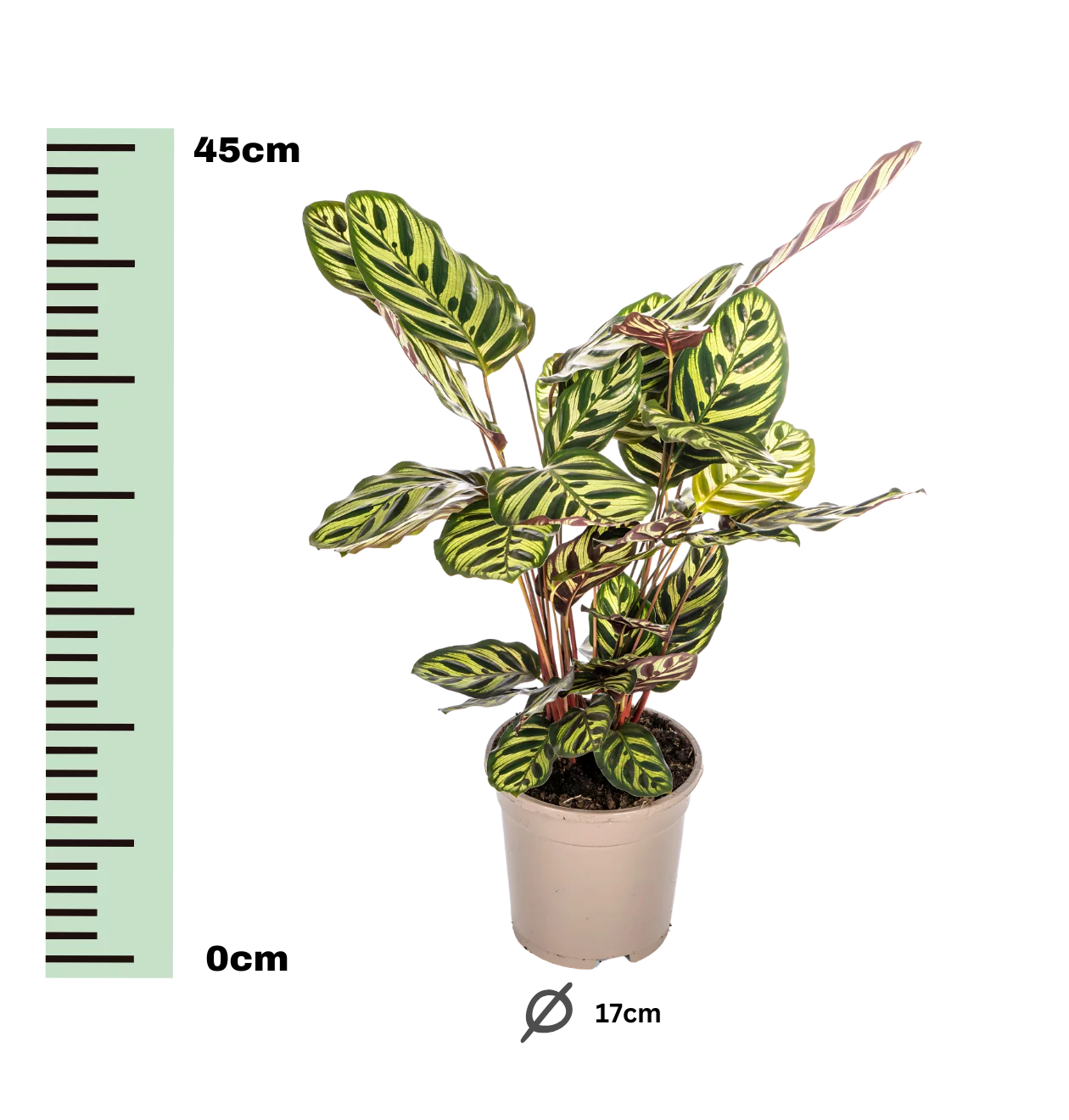 Calathea “Makoyana” | Korbmarante | +/- 45cm | ø 17cm Topf