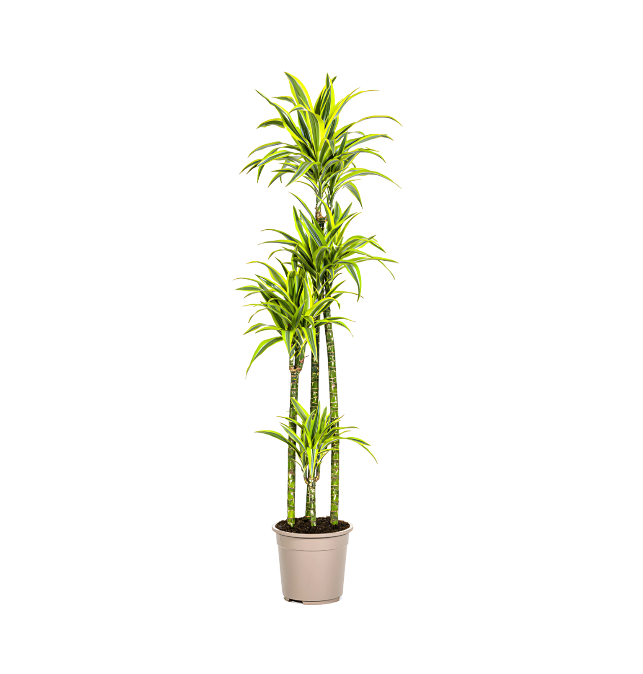 Dracaena Deremensis “Lemon Lime” | Drachenbaum | +/- 180cm | ø 27cm Topf
