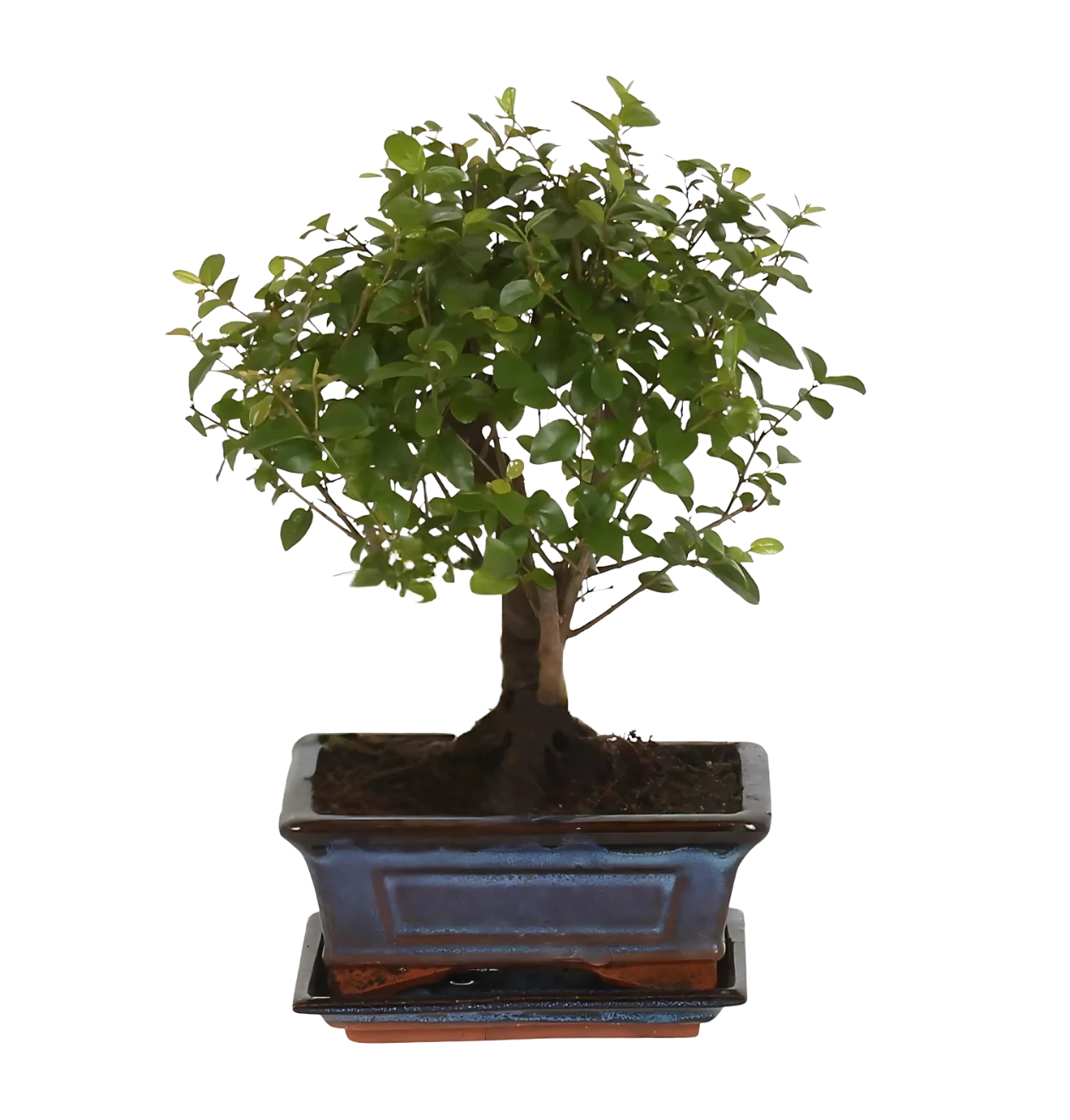 Bonsai-Baum “Kugelform” | Bonsai Bol Vorm | +/- 30cm | ø 15cm Topf