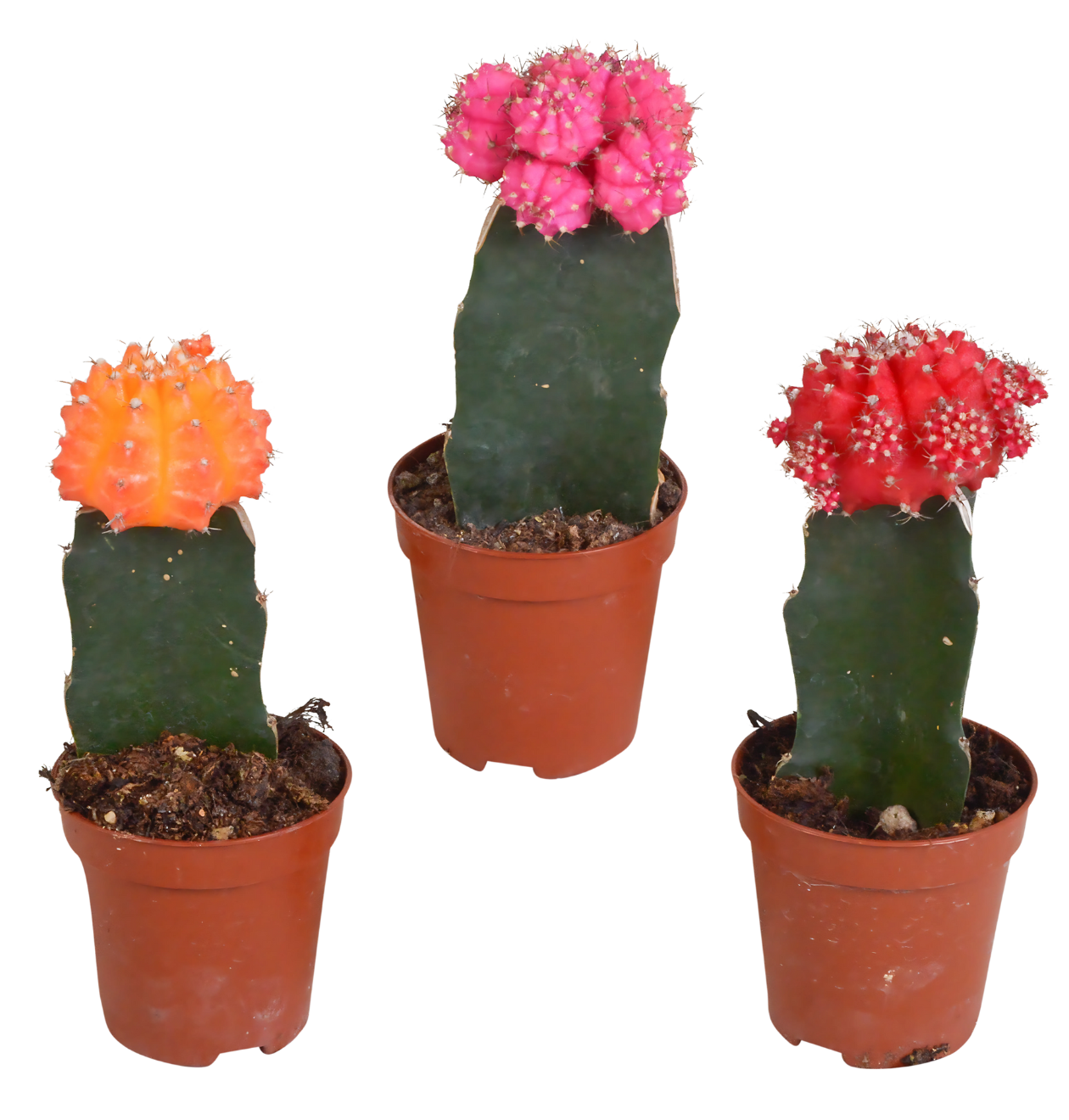 3er-Set Euphorbia meloformis variegata | Kaktus Mix | +/- 16-22cm | ø 5,5cm Topf