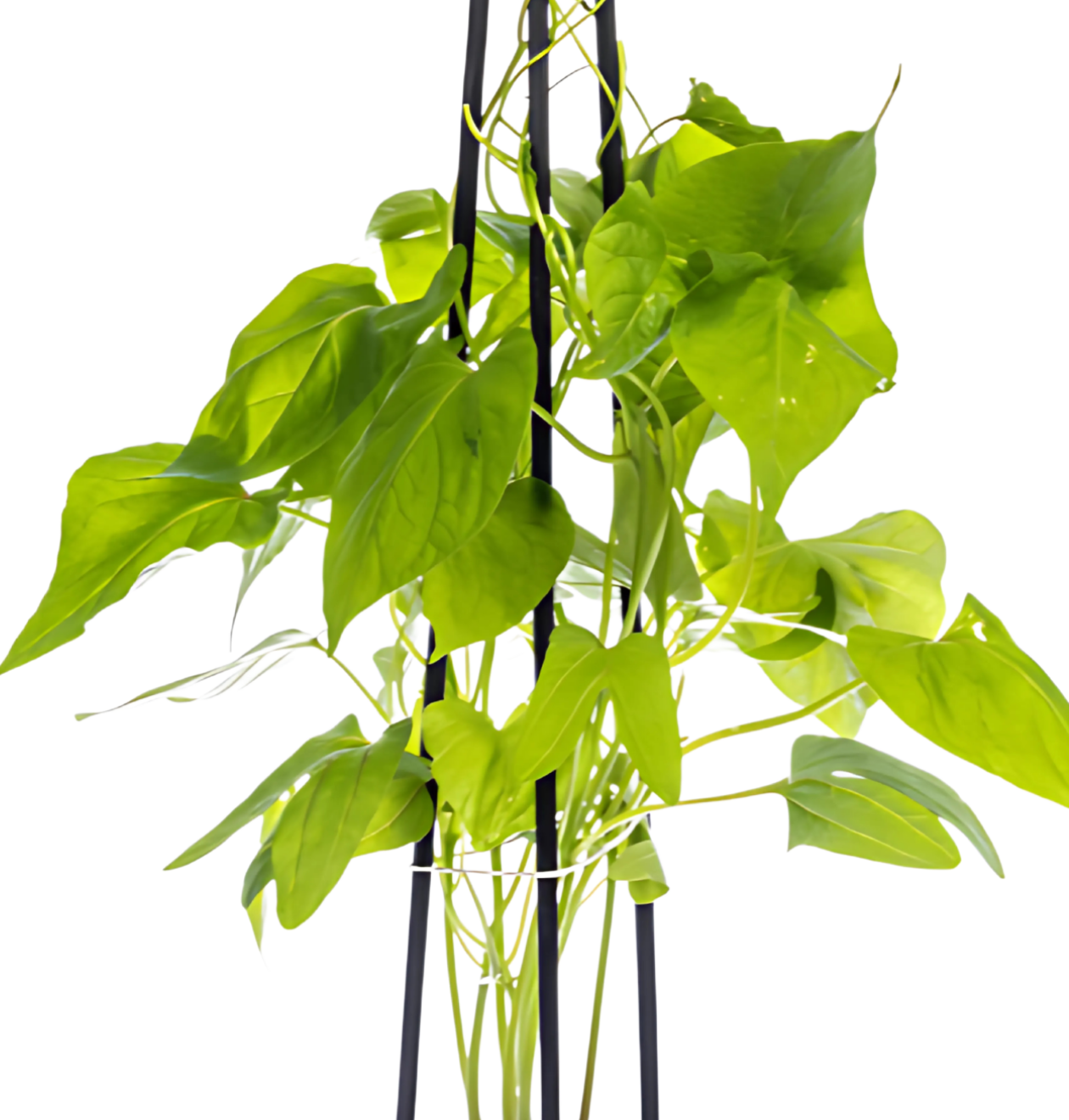Ipomoea tricolor “Heavenly Blue” (4 Stück) | Prunkwinde | +/- 60cm | ø 13cm