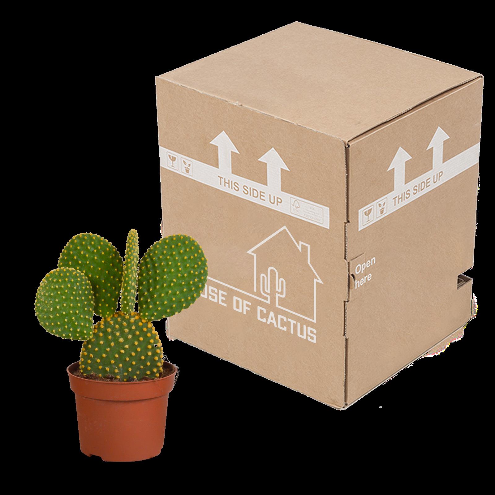 Opuntia microdasys - 12cm - zonder pot
