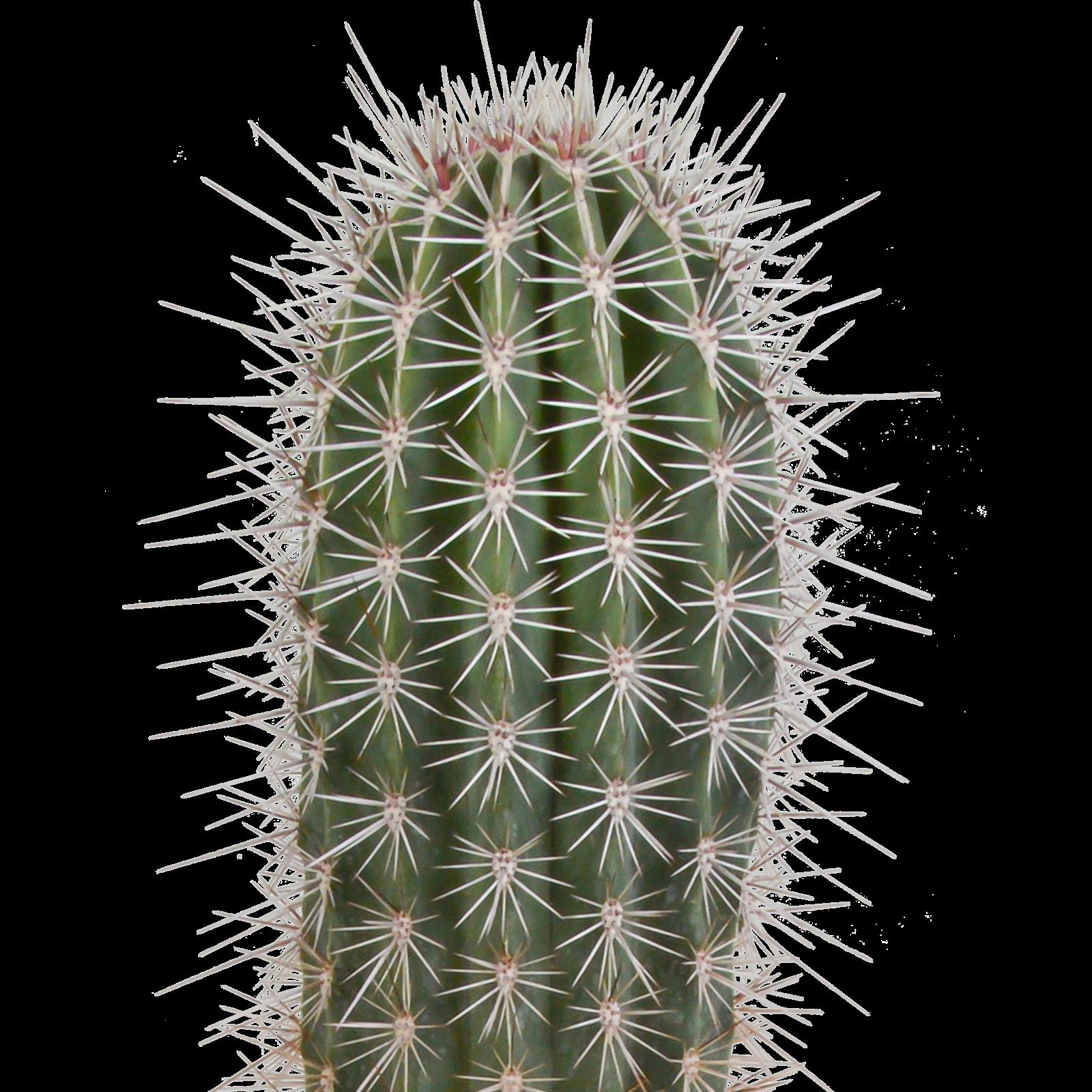 Pachycereus pringlei - 17cm - zonder pot