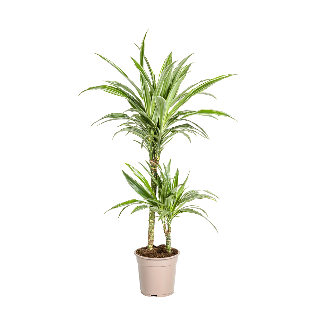 Dracaena Deremensis “White Stripe” | Drachenbaum | +/- 80cm | ø 19cm Topf