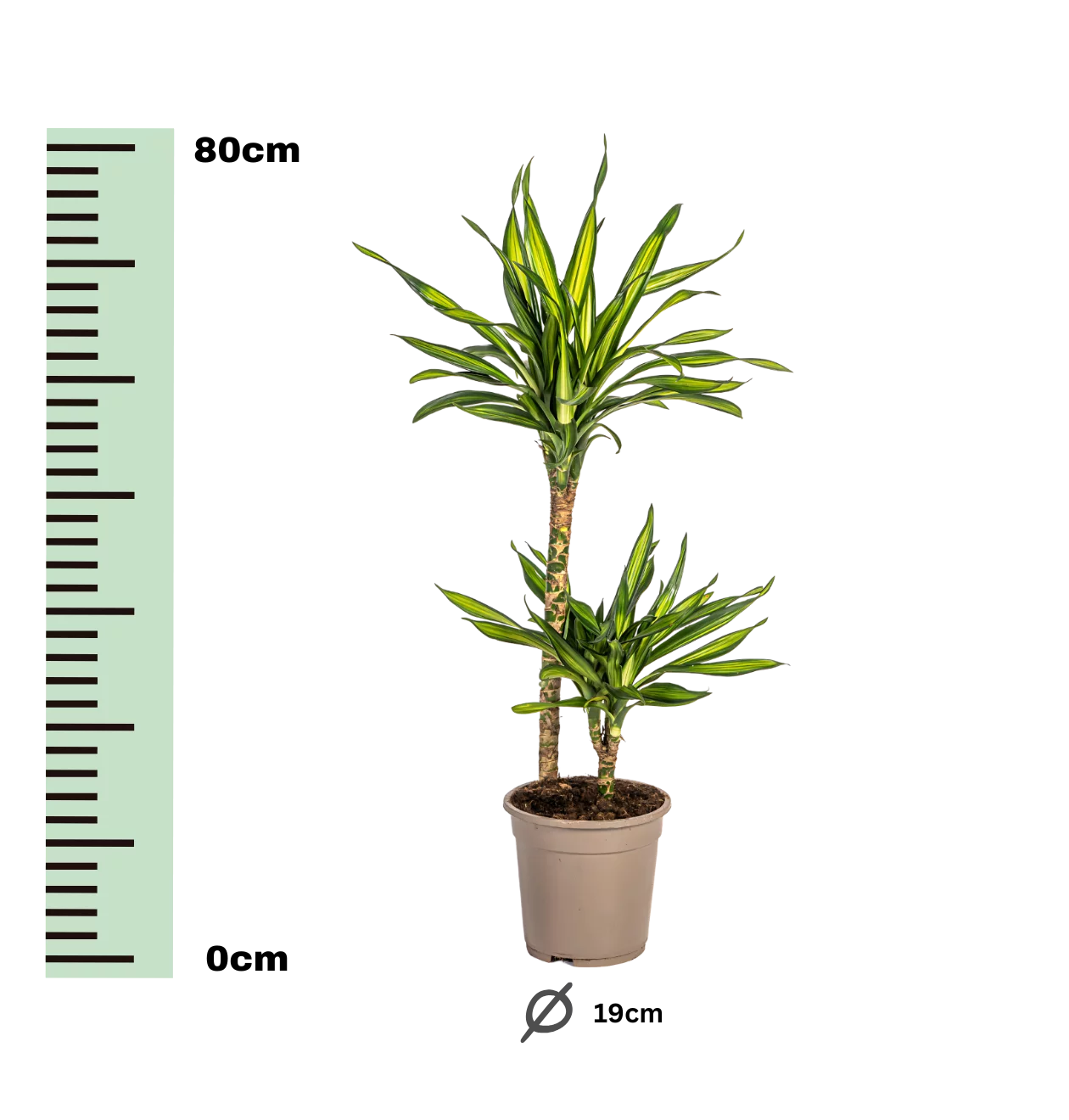 Dracaena Deremensis “Rikki” | Drachenbaum | +/- 80cm | ø 19cm Topf