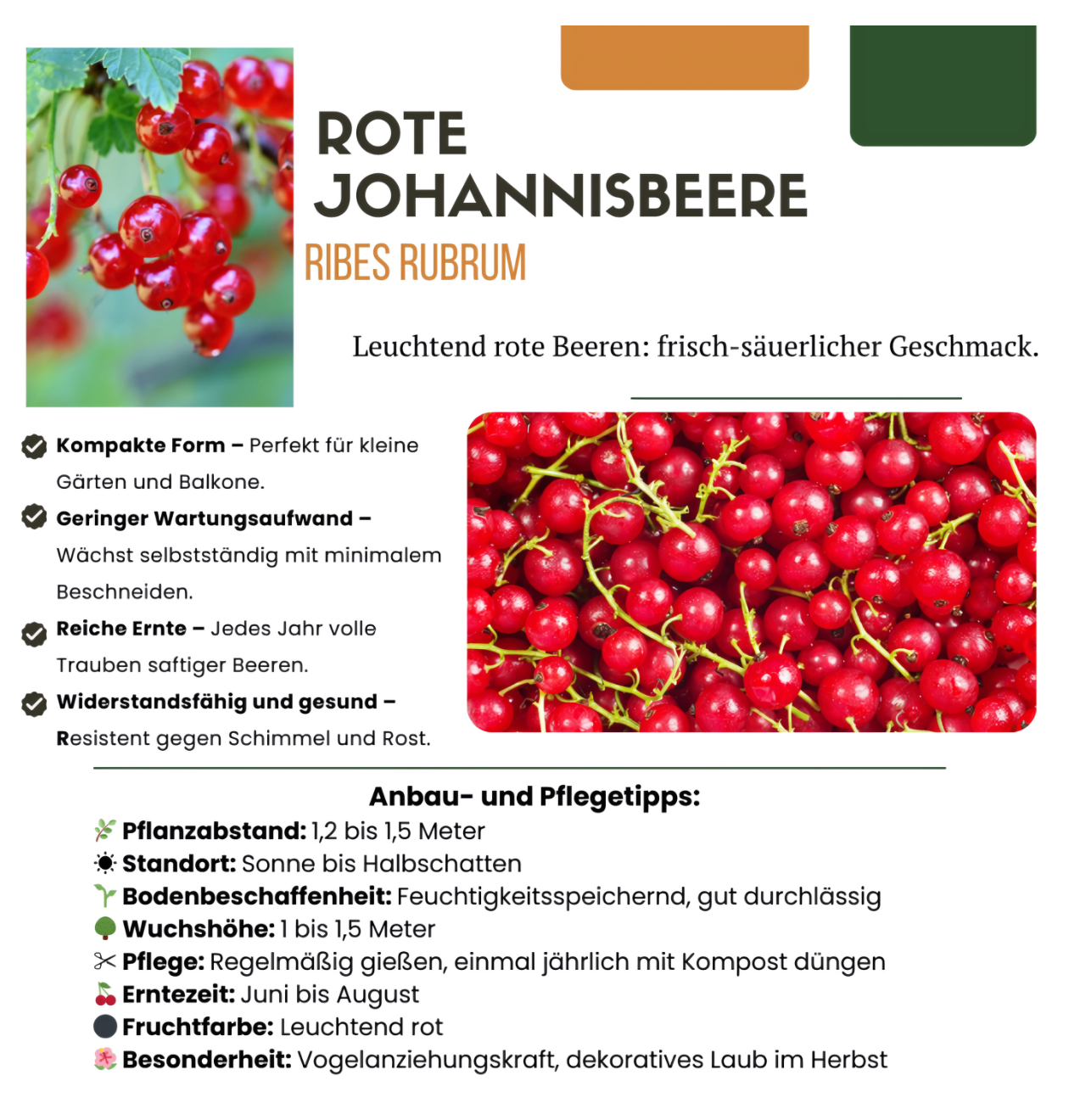 Bio Johannisbeerpflanzen (3 Stück) | +/- 20 cm | ø 13 cm