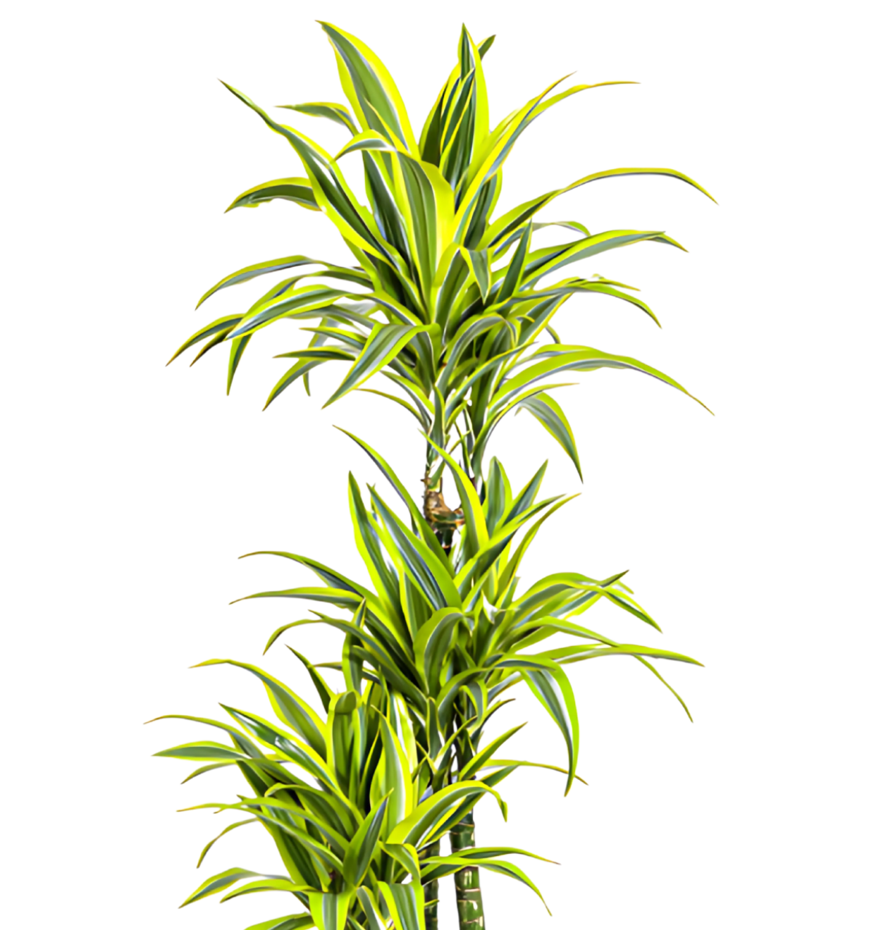 Dracaena Deremensis “Lemon Lime” | Drachenbaum | +/- 180cm | ø 27cm Topf