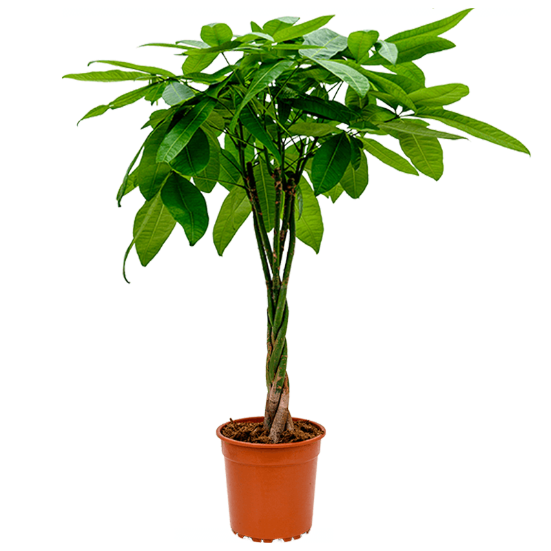 Pachira Aquatica | Glückskastanie | +/- 40-50cm | ø 12-15cm Topf