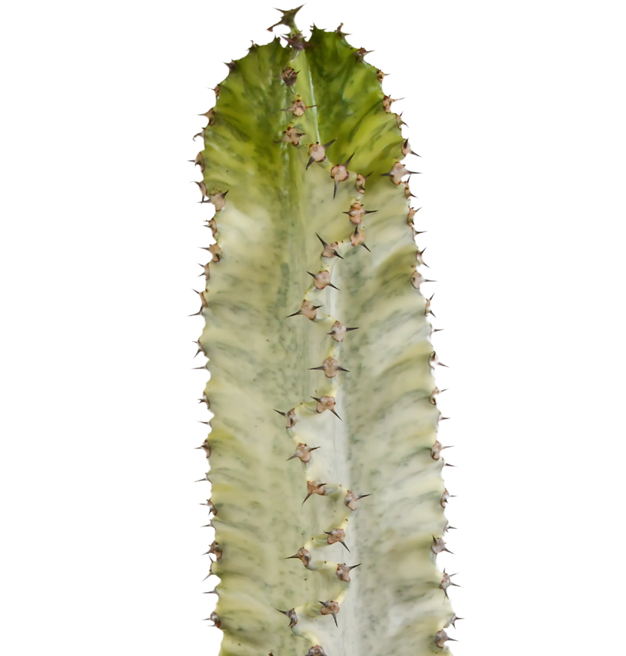 Euphorbia Marmorata | Marmor-Wolfsmilch | +/- 35-45cm | ø 17cm Topf