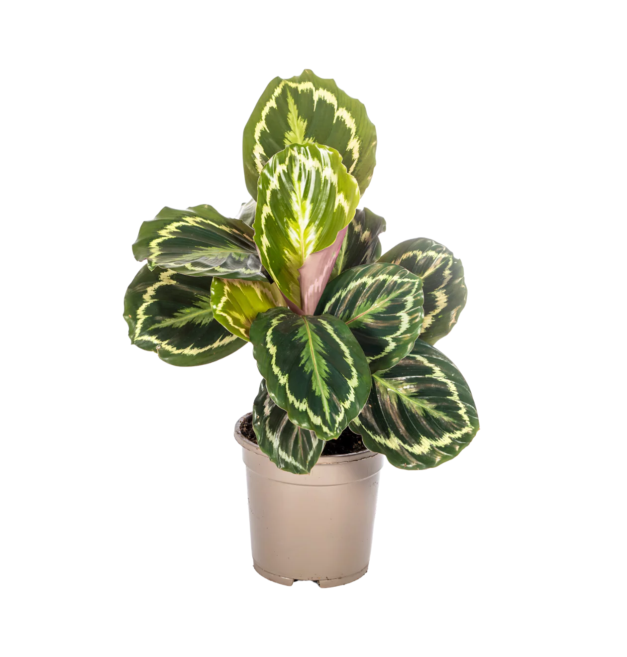 Calathea “Medallion” | Korbmarante | +/- 45cm | ø 17cm Topf