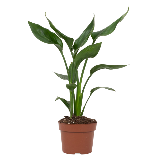 2er-Set Strelitzia | Paradiesvogelblume | +/- 50-60cm | ø 12-15cm Topf 