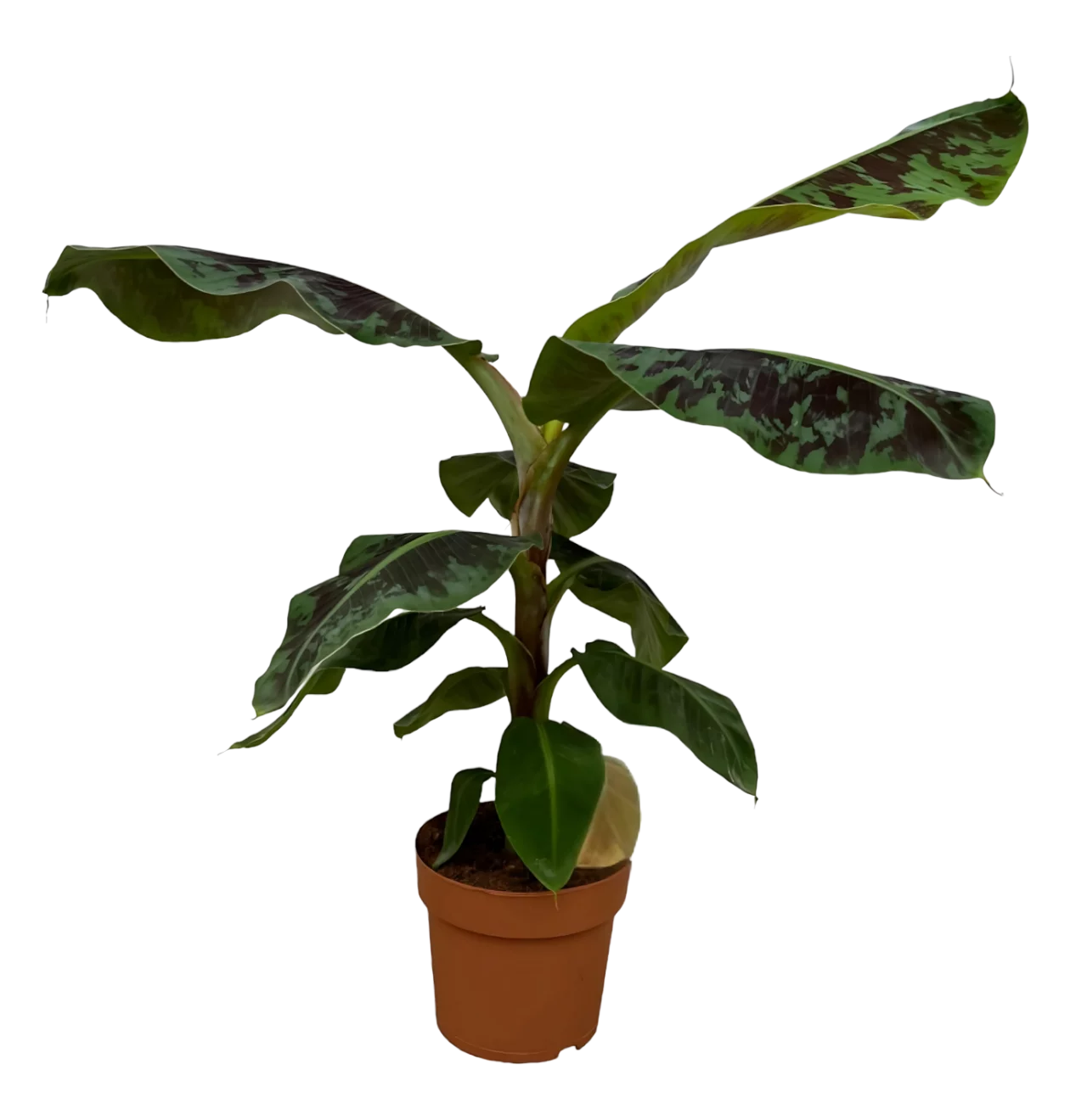 Musa | Bananenpflanze | +/- 80cm | ø 21cm Topf