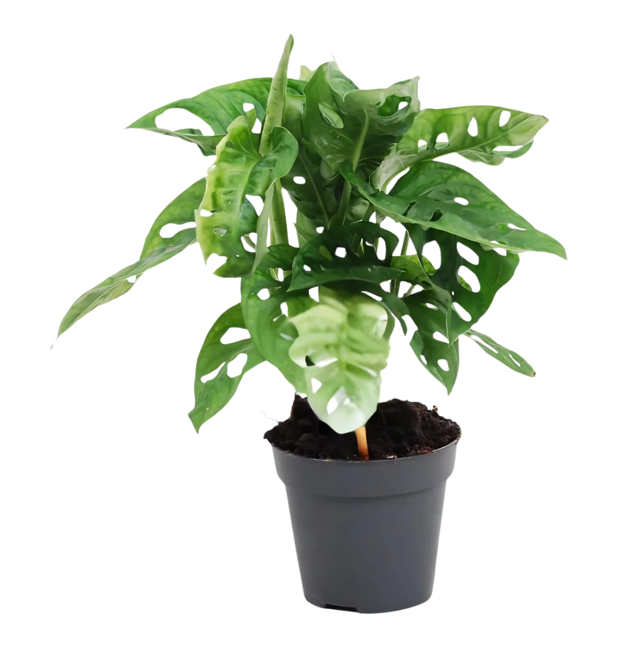 Monstera Monkey Leaf “Obliqua” | Affenblatt | +/- 25cm | ø 12cm Topf