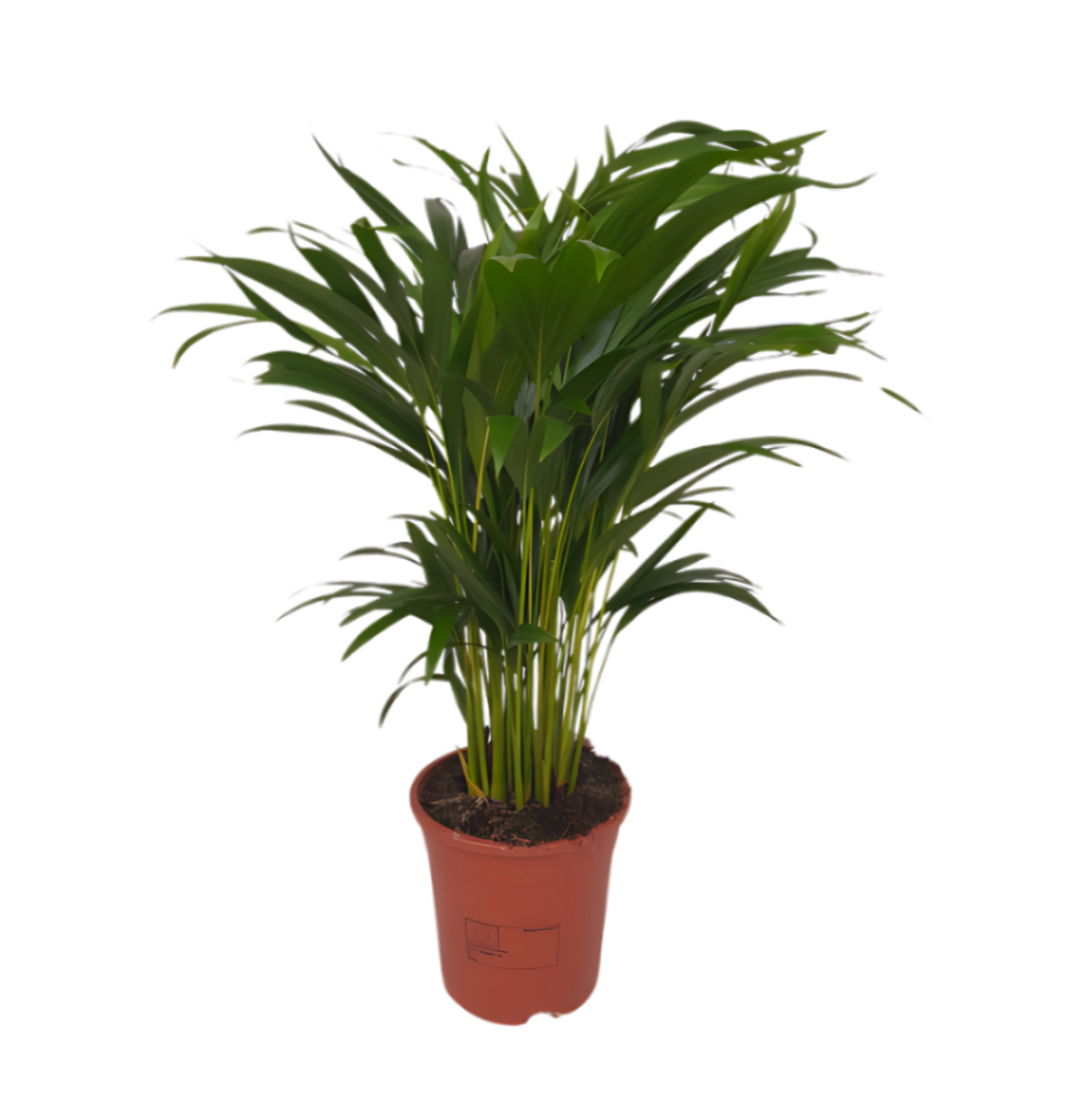 2er-Set Goldfruchtpalme | Areca-Palme | +/- 40-50cm | ø 12-15cm Topf 