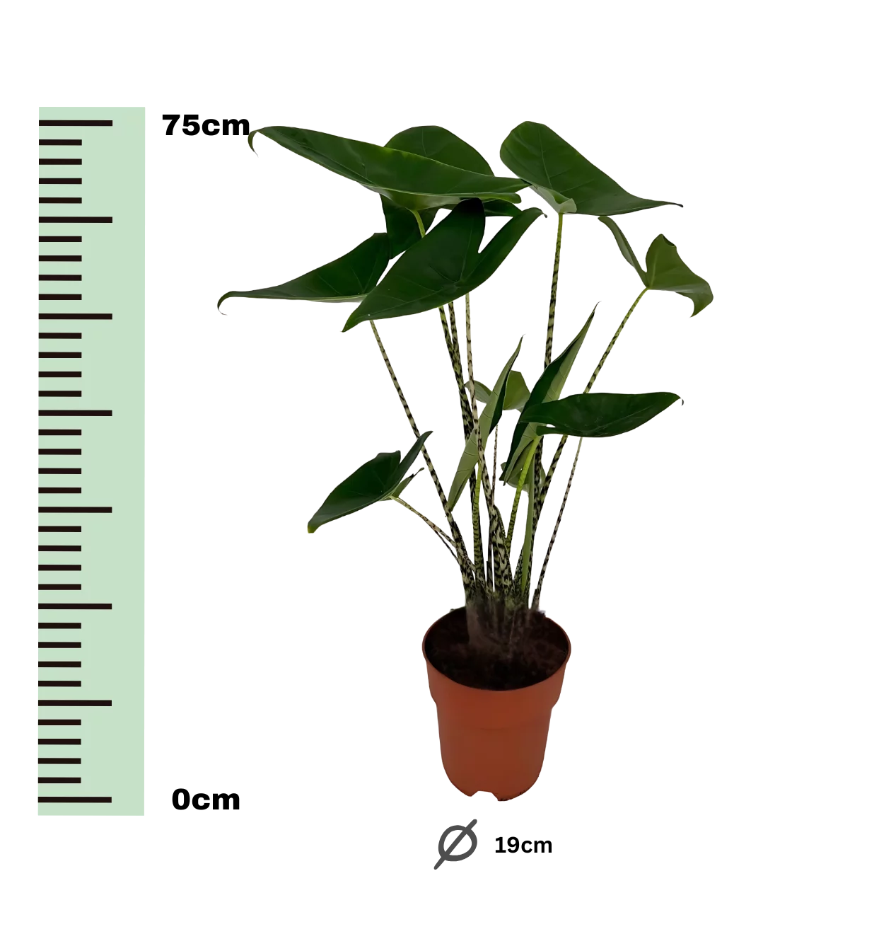 Alocasia “Zebrina” | Elefantenohr | +/- 75cm | ø 19cm Topf