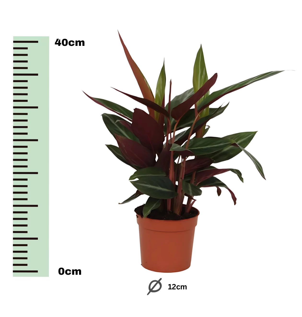 Calathea “Stripestar” | Korbmarante | +/- 40cm | ø 12cm Topf
