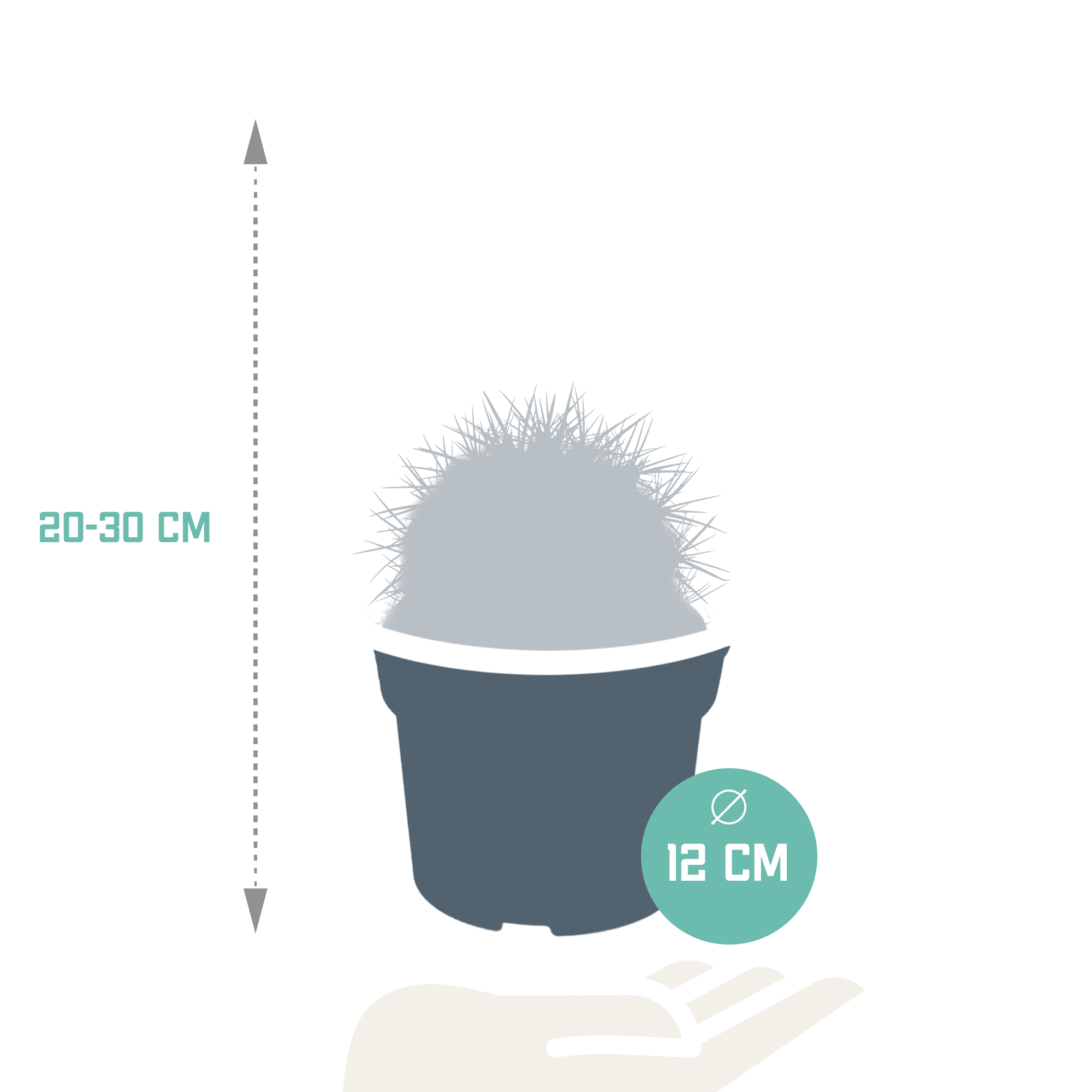 Echinocactus grusonii 12cm