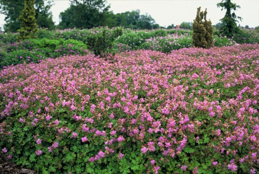 6x Geranium cant. 'Cambridge' - ↕10-25cm - Ø9cm