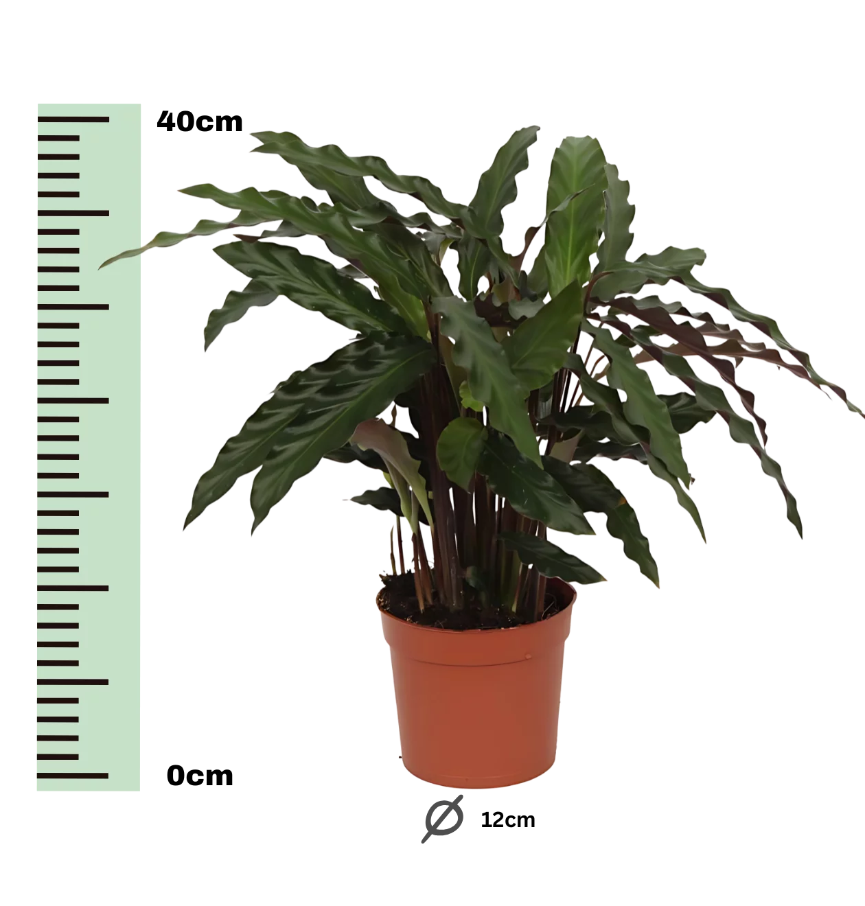Calathea “Elgergrass” | Korbmarante | +/- 40cm | ø 12cm Topf