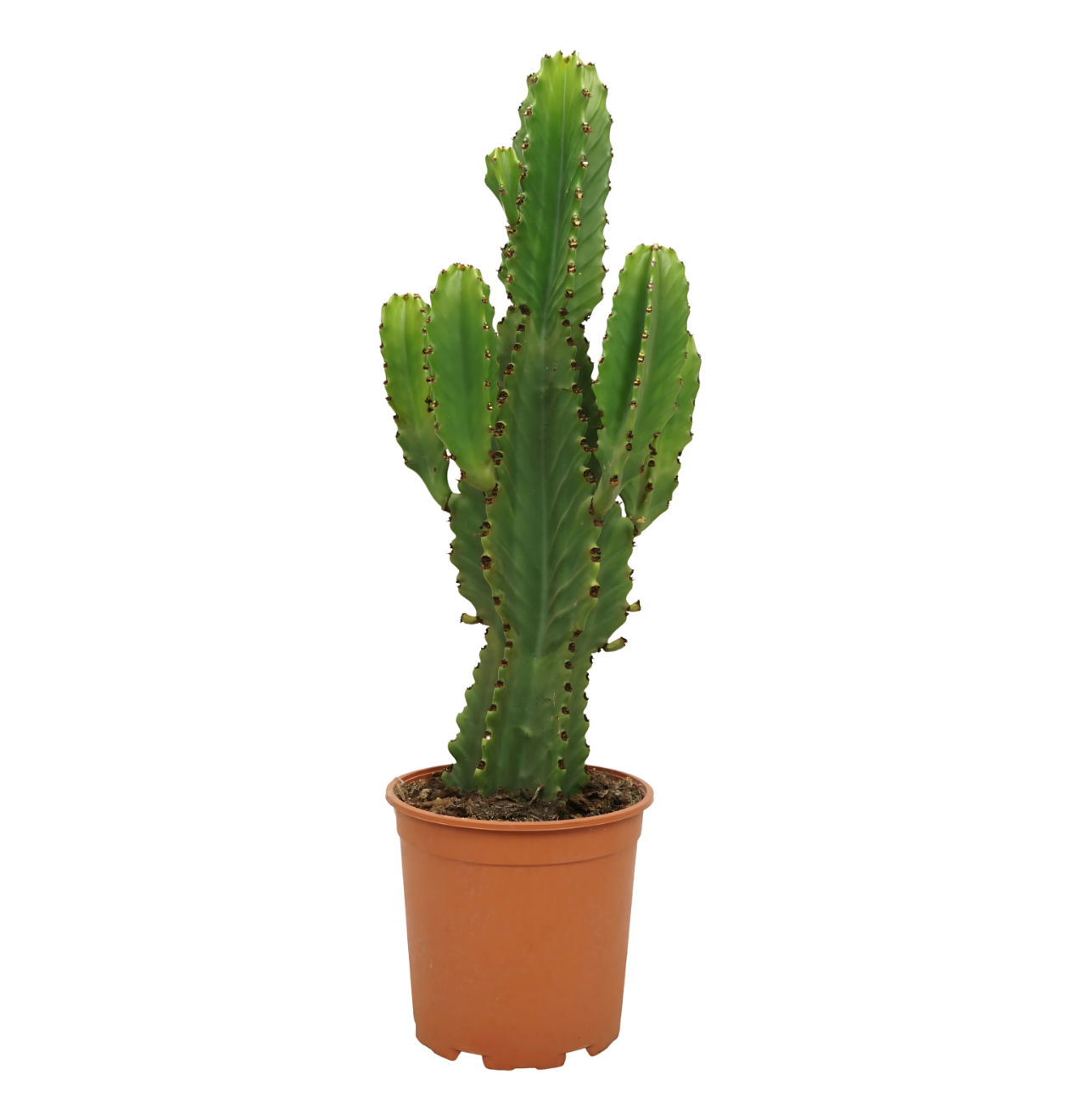 Euphorbia Ingens | Kaktus-Wolfsmilch | +/- 60cm | ø 21cm Topf