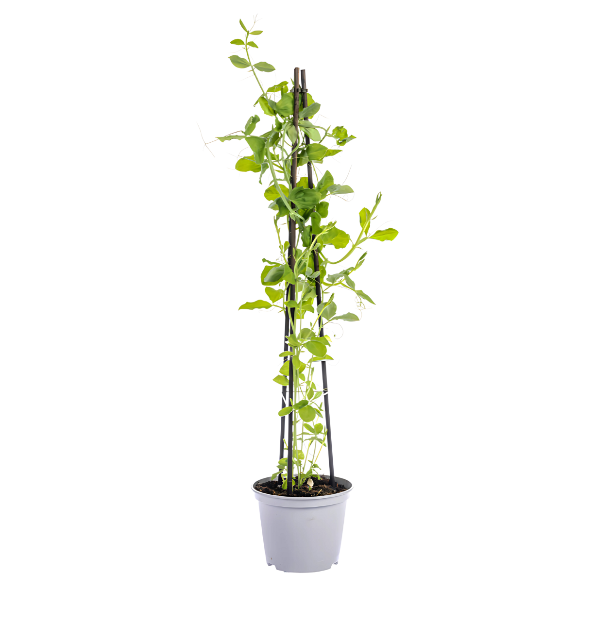 4er-Set | Lathyrus odoratus | Ipomoea tricolor | Cobea scandens | Rhodochiton atrosanguineum | +/- 60cm | ø 13cm