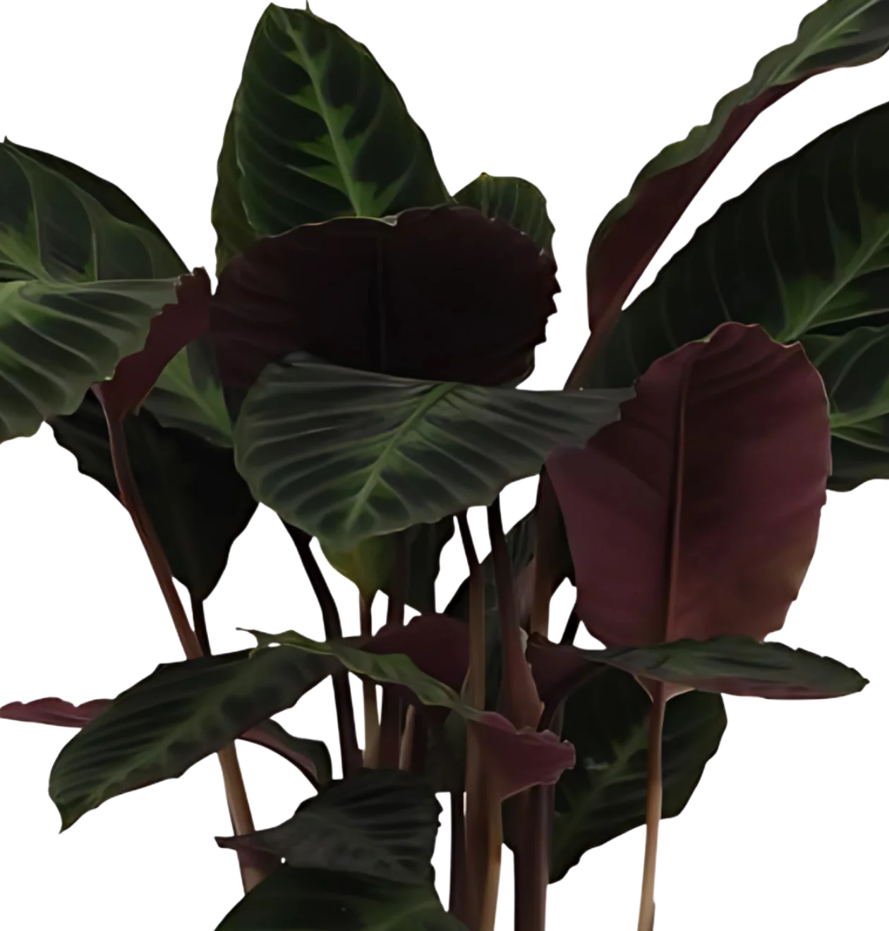 Calathea “Warsceviczii” | Korbmarante | +/- 80cm | ø 19cm Topf