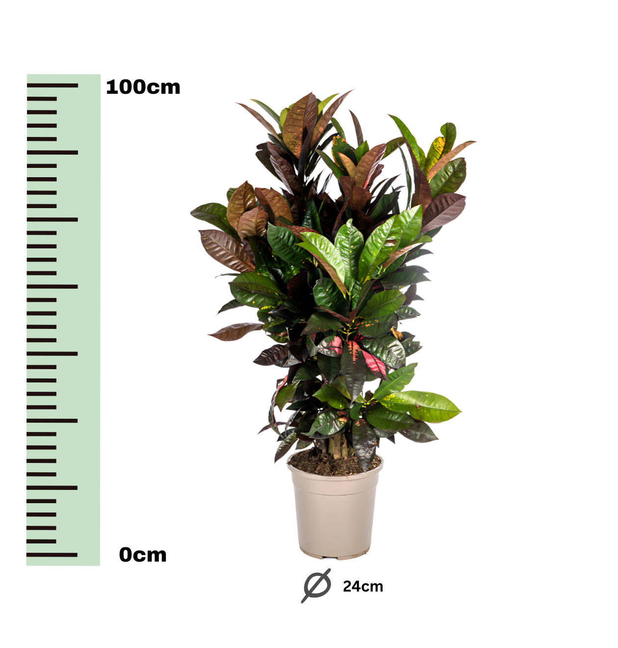 Codiaeum Croton “Iceton” | Wunderstrauch | +/- 90-100cm | ø 24cm Topf