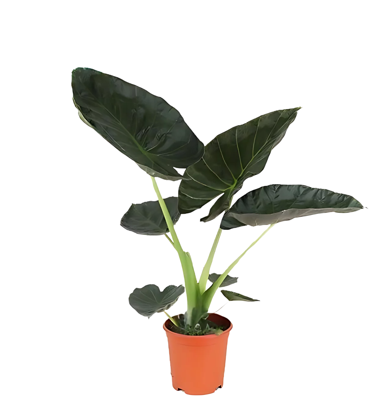 Alocasia “Regal Shield” | Elefantenohr | +/- 90cm | ø 21cm Topf