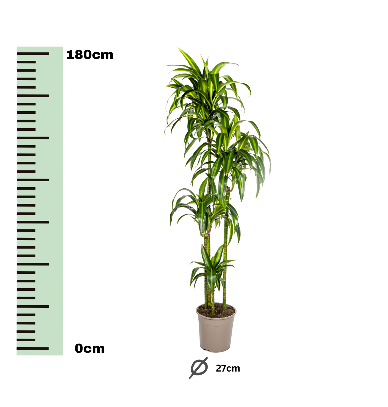 Dracaena Deremensis “Hawaiian Sunshine” | Drachenbaum | +/- 180cm | ø 27cm Topf