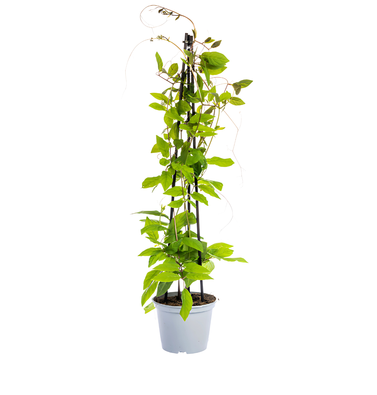 4er-Set | Lathyrus odoratus | Ipomoea tricolor | Cobea scandens | Rhodochiton atrosanguineum | +/- 60cm | ø 13cm