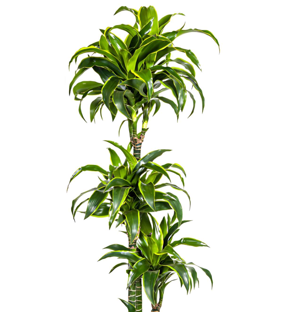 Dracaena Deremensis “Dorado” | Drachenbaum | +/- 180cm | ø 27cm Topf