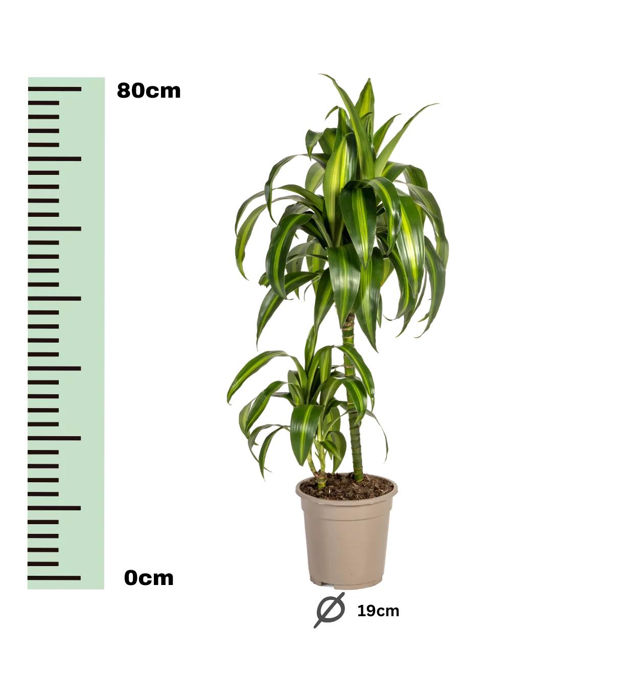 Dracaena Deremensis “Hawaiian Sunshine” | Drachenbaum | +/- 80cm | ø 19cm Topf