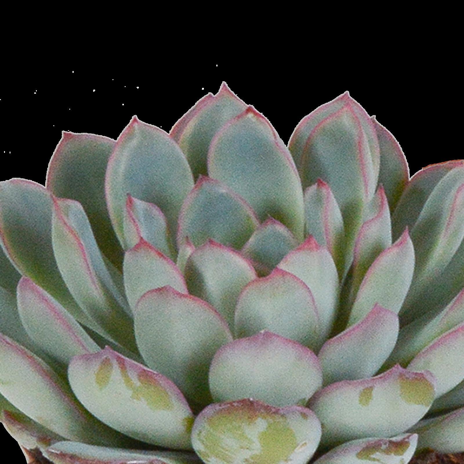 Echeveria mix 8.5 cm - 3x - zonder pot