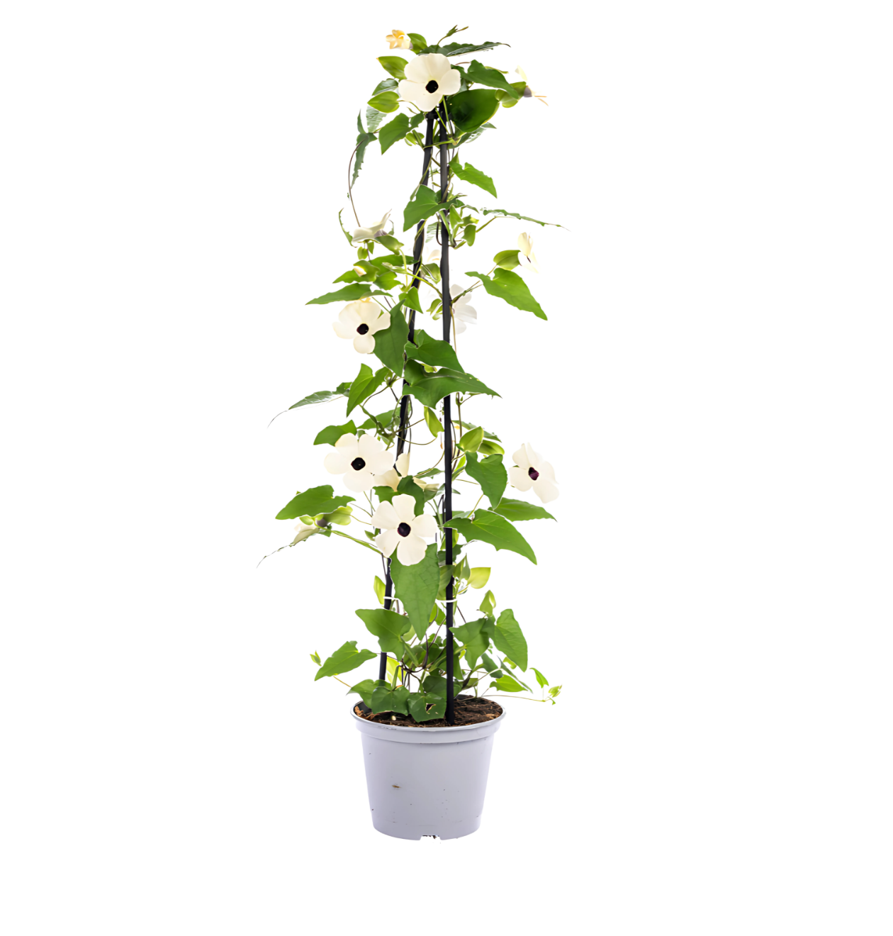 Thunbergia alata “Sunny Susy White” | Schwarzäugige Susanne | +/- 60cm | ø 13cm